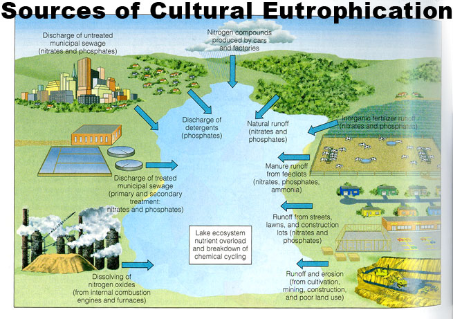 eutrophication | Zolushka for Earth